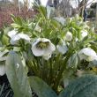 21 maart, Helleborus zonder naam, zaailing