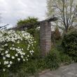 28 april 2017 Grootbloemige kornoelje Cornus ‘Eddie’s White Wonder’