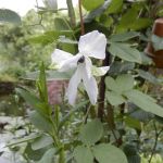 Clematis ´Alba Luxurians´ 13 juni 2018